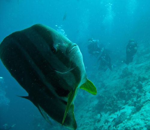 platax fish batfish immersion