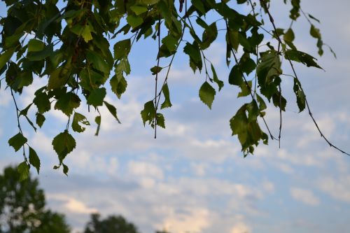 plate sky tree