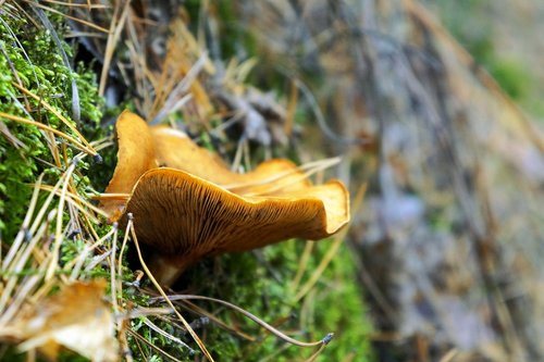 plate  mushroom  moss