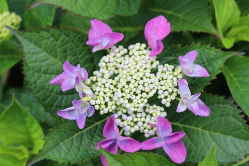 plate hydrangea purple blossom