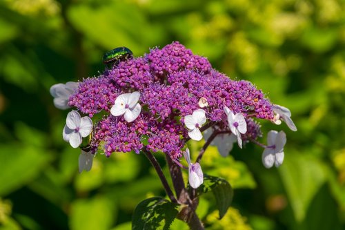 plate hydrangea  violet  nature