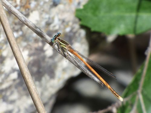platycnemis acutipennis orange dragonfly detail