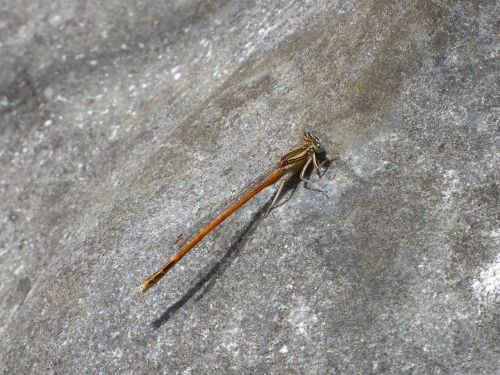 platycnemis acutipennis orange dragonfly rock