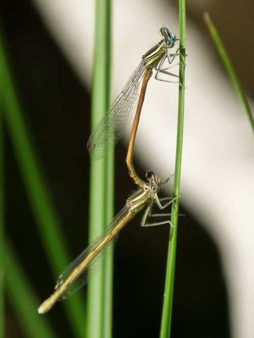 platycnemis acutipennis orange dragonfly copulation