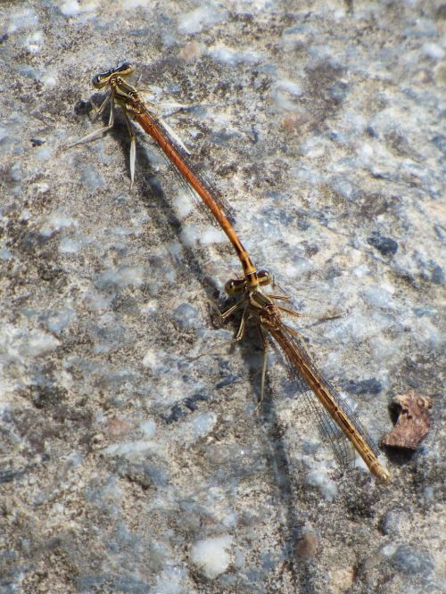 platycnemis latipes dragonfly damselfly