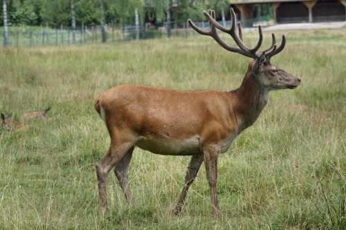 platzhirsch red deer fallow deer