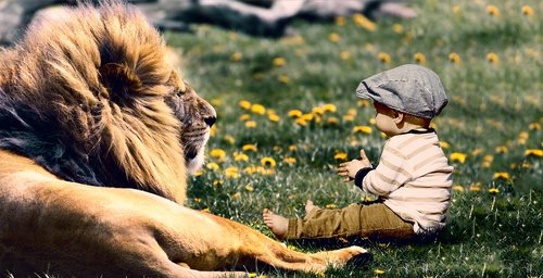 play  child  lion