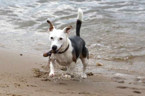 playing dog jack russell terrier