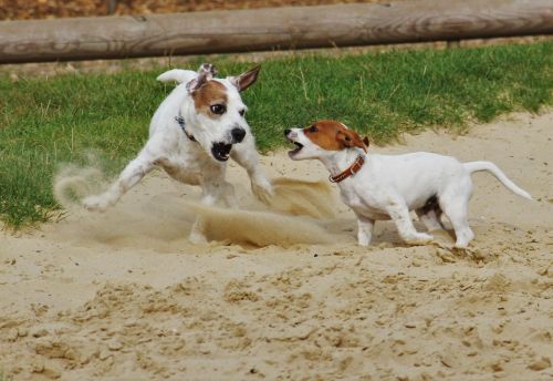playing dogs jack russel terrier