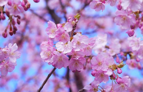 please include your comments kawazu cherry blossom miura