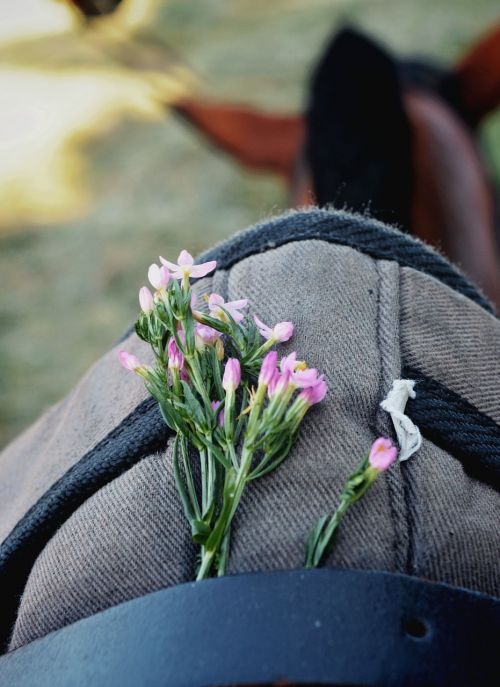 pleasure horse flowers