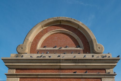 plinth  pigeon  brick