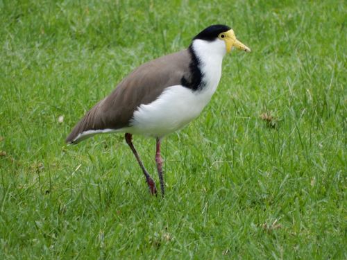 plover birds wild birds