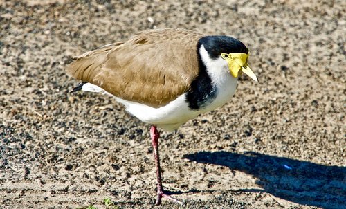 plover  one-legged  bird
