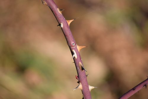 plug rosa thorns