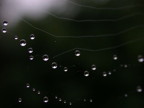 Rain On Cobweb