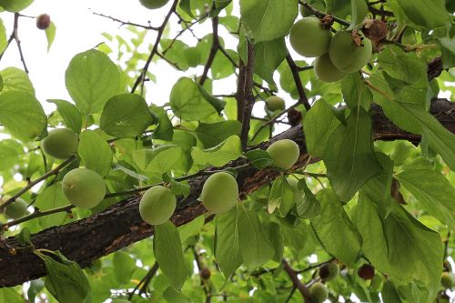 plum fruit green