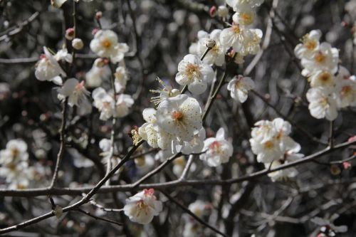 plum white plum blossoms spring
