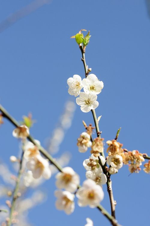 plum plum blossom flower