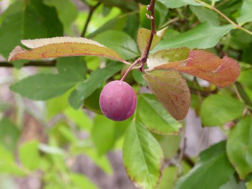 plum plum tree fruit