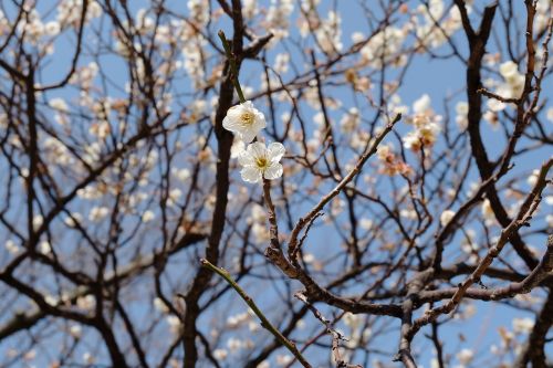 plum flower tokyo