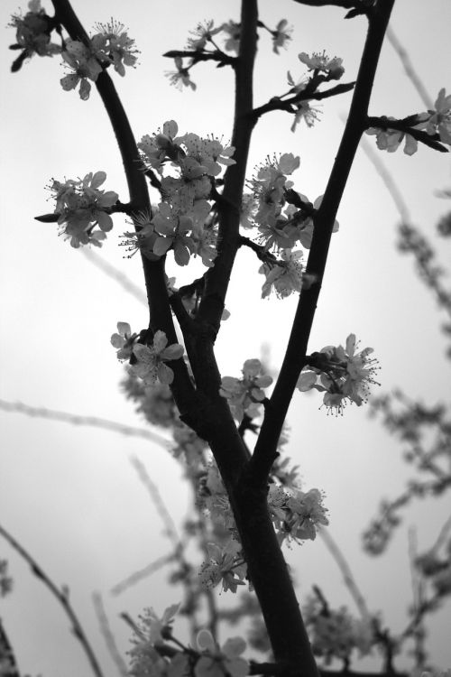 plum white spring