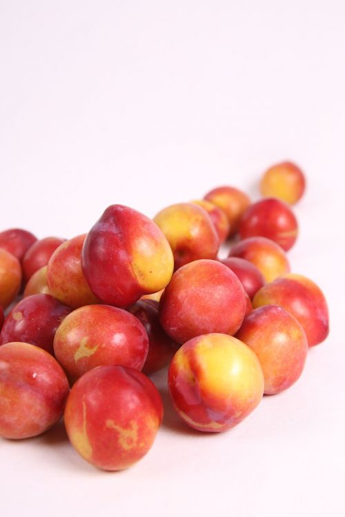plum fruit summer