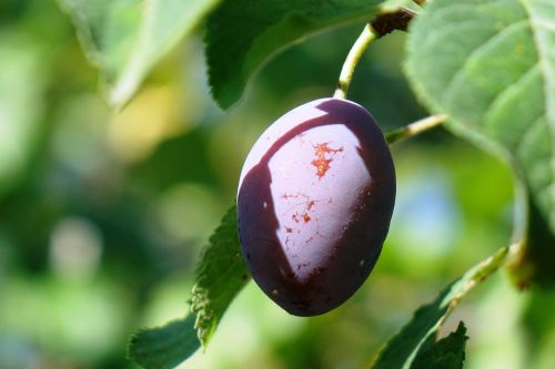 plum summer fruit