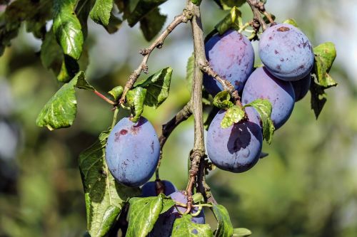 plum fruit blue violet