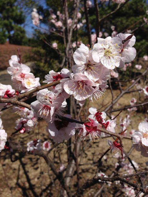 plum plum blossoms flowers