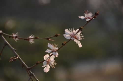 plum branch white blossom