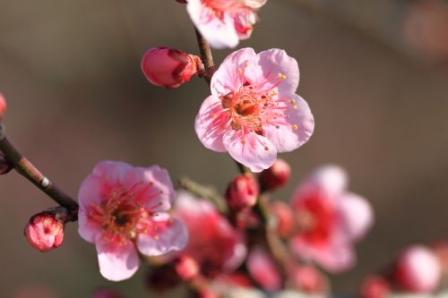 plum flowers pink