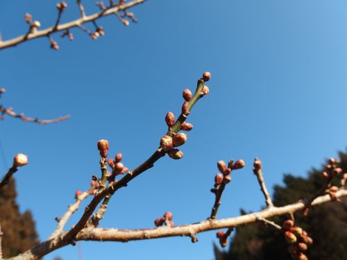 plum blue sky spring