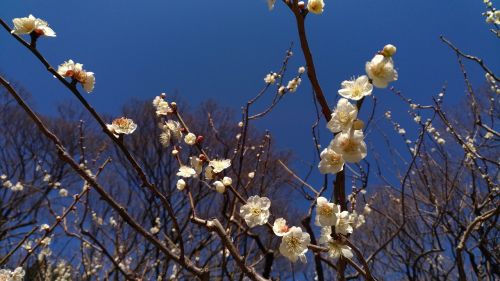 plum white flowers spring