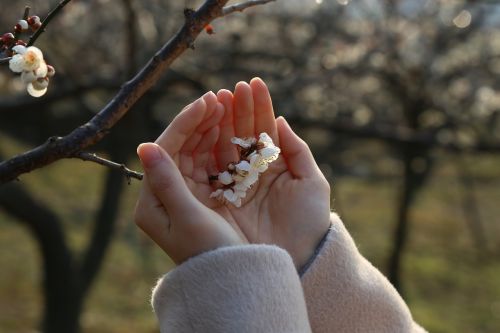 plum flowers spring