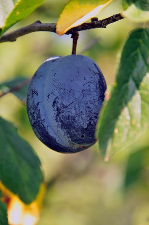 plum fruit nature