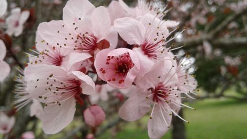 plum plum tree flower