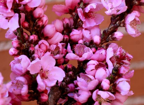 plum blossom pink