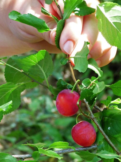 plum plums wild child hand