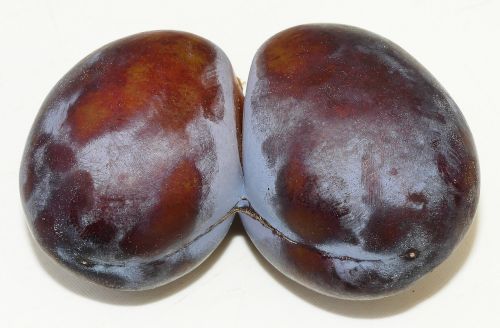 plum twin twin plum