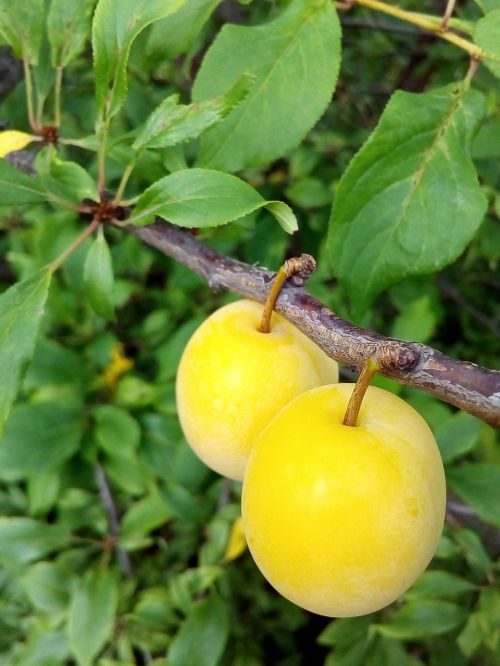 plum fruit summer