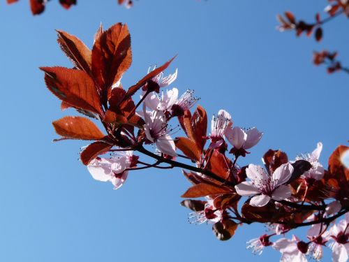 plum spring blue