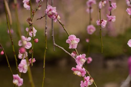 plum weeping plum flowers