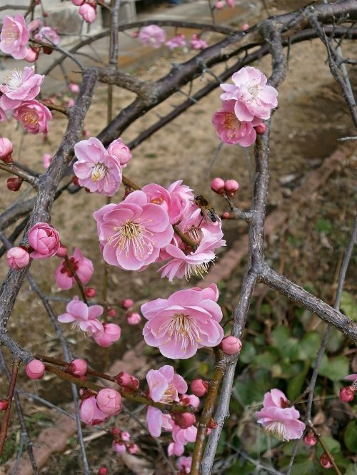 plum red plum plum blossoms