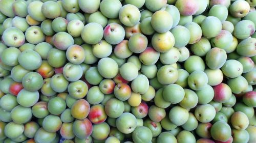 plum fruit health