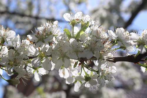 plum  spring  flower