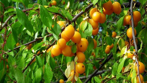 plum  fruit  tree