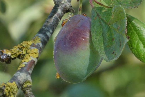 plum  plum tree  mature