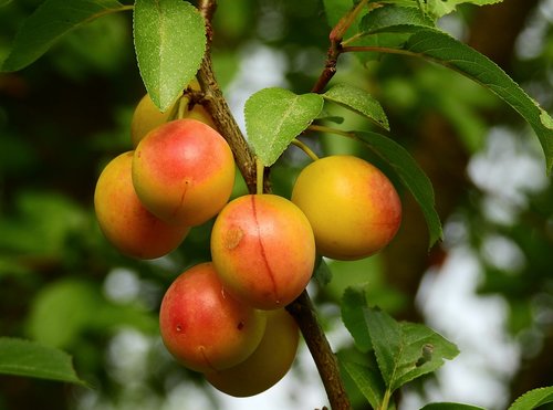 plum  fruit  mature