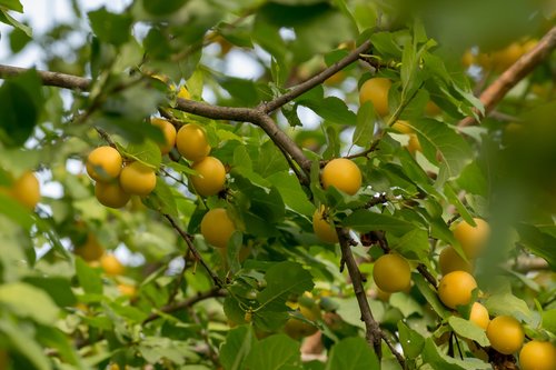 plum  fruit  food